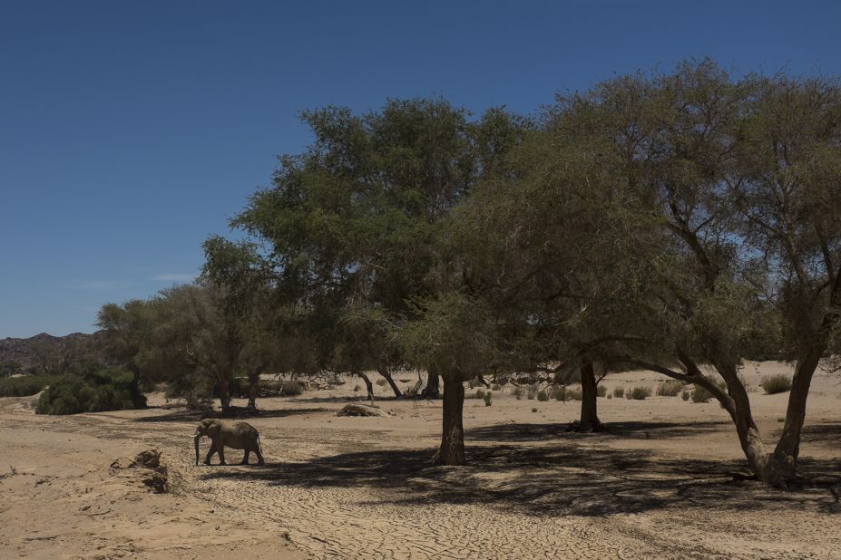 First encounter on the trail is a desert elephant, under the ana trees. Elephants love the fruit and shade the trees provide. 