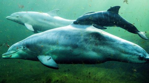 Dolphins can detect sounds and objects in murky waters that  human beings can't.