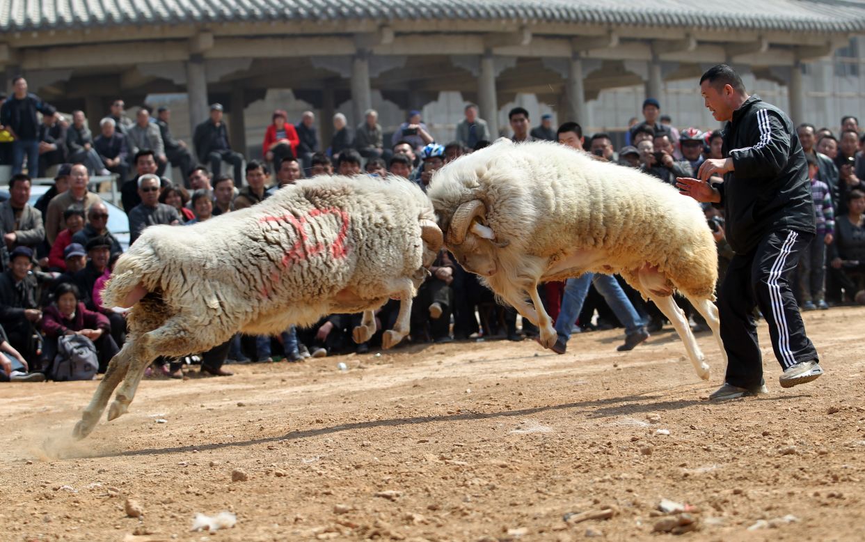 Two rams tussle at a fair in Haoshantou Township, China, on Saturday, March 22.