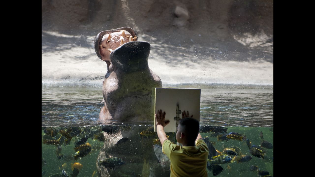  A hungry hippo indeed. A hippopotamus roars for a treat in front of a boy at the San Antonio Zoo in Texas. The zoo is No. 13 on the list.