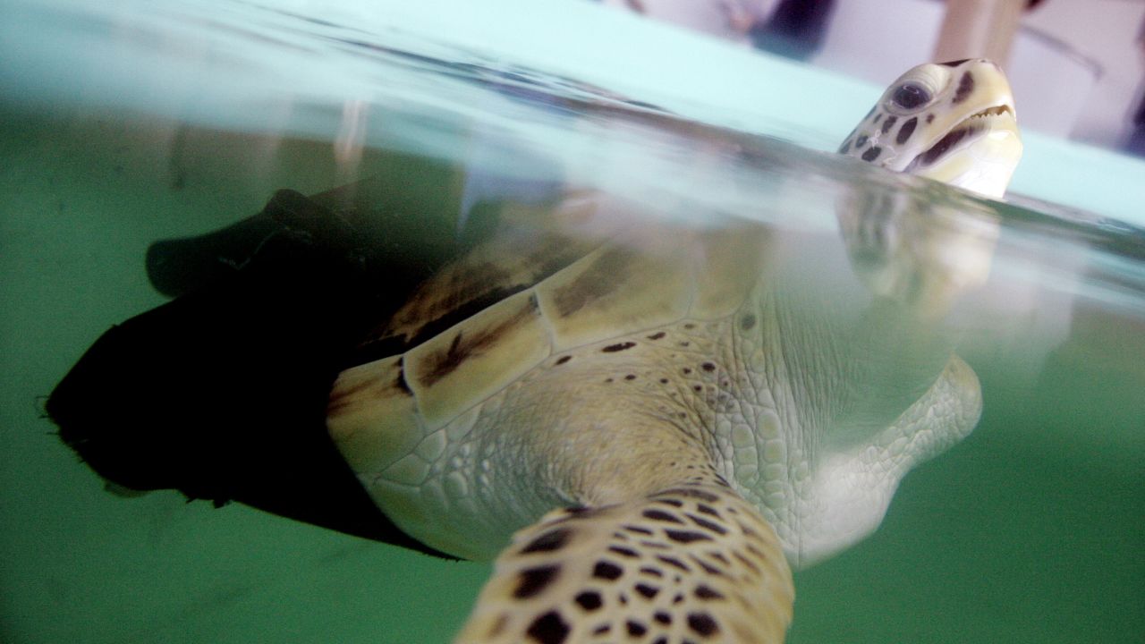 Allison, a rescued green sea turtle who has only one flipper, swims with the aid of a fin attached with neoprene at <a href="http://www.seaturtleinc.org" target="_blank" target="_blank">Sea Turtle Inc.</a> in South Padre Island, Texas. The rescue operation provides lessons in conservation to younger travelers and rates at No. 6 on Gogobot's list.