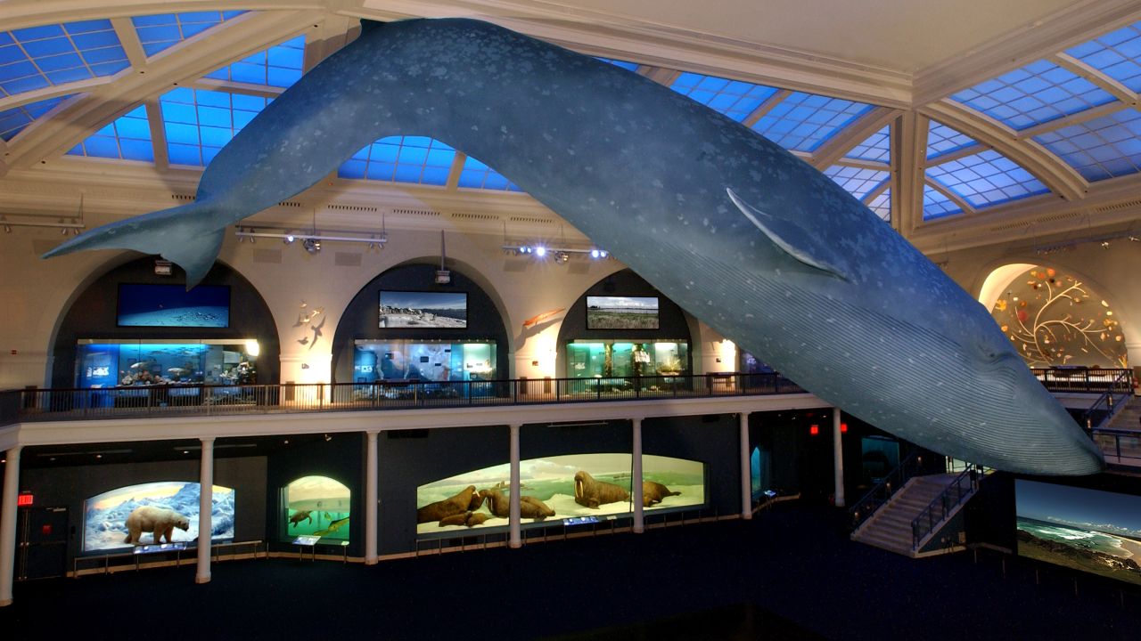 In the American Museum of Natural History's Hall of Ocean Life, a 94-foot fiberglass replica of a blue whale hangs above the marine exhibits. The New York museum, ranked No. 7 among kids' attractions, was founded in 1869.