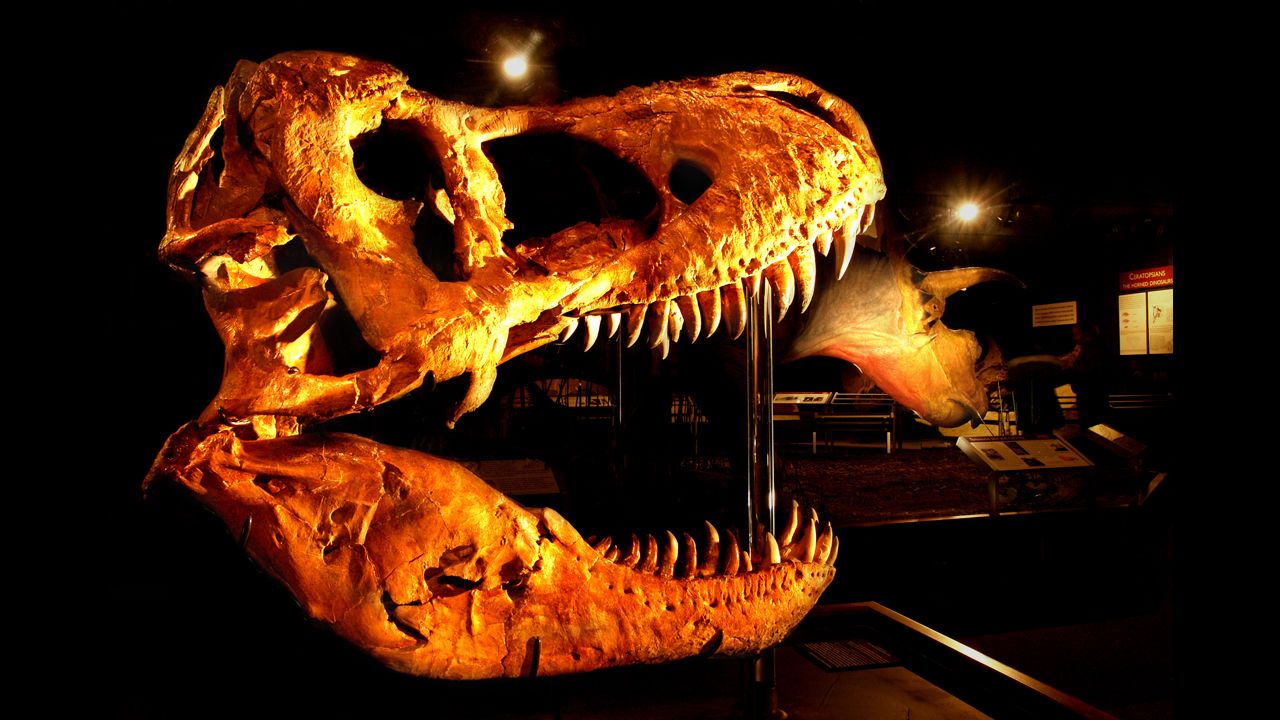 Bozeman, Montana's, <a href="http://www.museumoftherockies.org" target="_blank" target="_blank">Museum of the Rockies</a> has a vast collection of dinosaur fossils, including Tyrannosaurus rex and Triceratops.