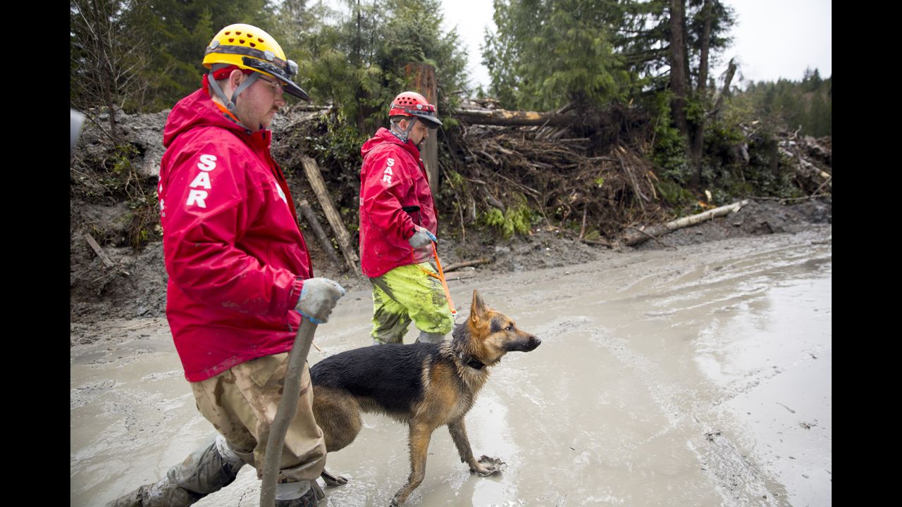 A rescue dog and its handlers work the site of a catastrophic landslide near Darrington, Washington, on Saturday, March 29. A week earlier, a landslide crossed the North Fork of the nearby Stillaguamish River, causing multiple deaths and massive damage to homes.