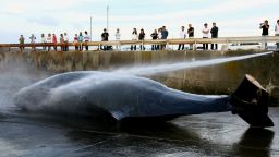 CHIBA, JAPAN - JUNE 21:  Japanese Fishermen hose down a 9.95m Baird's Beaked whale at Wada Port on June 21, 2007 in Chiba, Japan. Under the coastal whaling program, Japan is only allowed to hunt a limited number of whales every year and Wadaura villages are permitted to hunt 26 whales during the season that begins June 20 and ends August 31. Japan has also threated to leave the International Whaling Commission (IWC) in the prospect to add humpback whales to it's annual cull.  (Photo by Koichi Kamoshida/Getty Images)