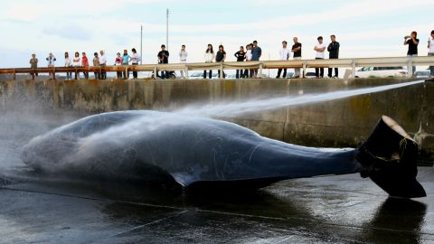 Japanese fishermen hose down a Baird's Beaked whale at Wada Port on June 21, 2007 in Chiba, Japan.