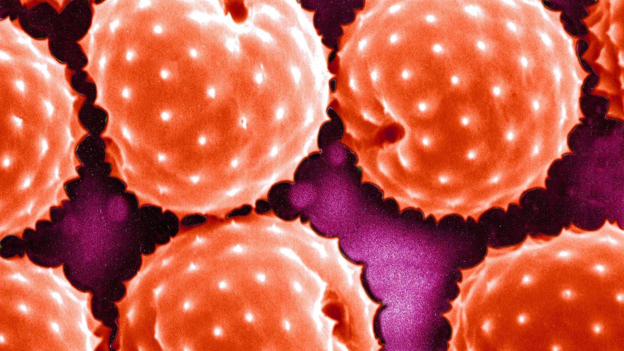 Pollen allergies? Watch out for these foods CNN