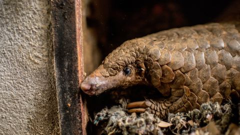 This is Lucky, a pangolin rescued from the illegal trade in Vietnam.