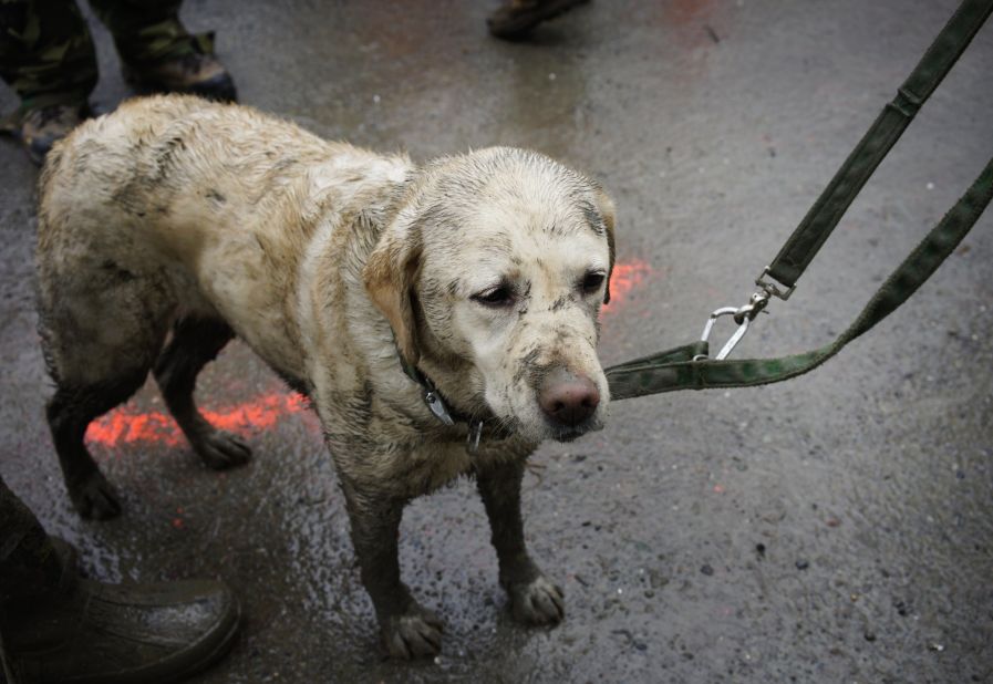 Tryon, a rescue dog muddied from the day's work, stands with his handler March 30 near the west side of the landslide.