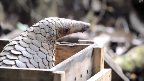 Pangolins are thought to be the most-trafficked mammals in the world. They're traded by the ton.