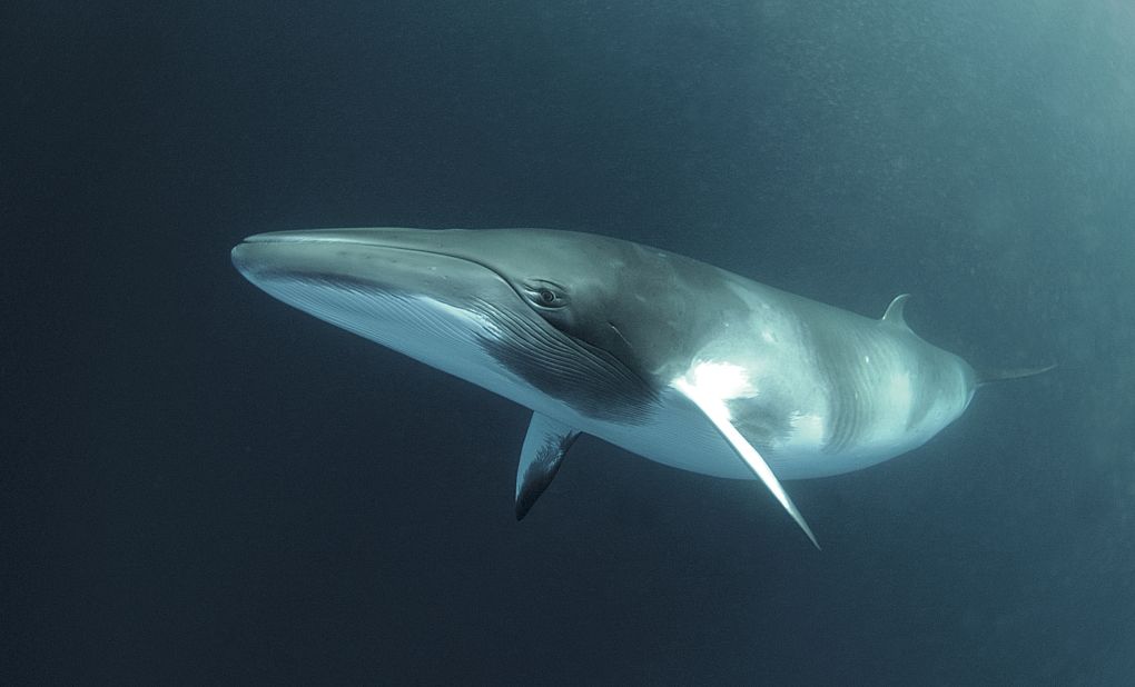 A dwarf minke whale swims in the Great Barrier Reef, Australia. Japan has killed 3,600 minke whales since 2005. The U.N. court noted Japan had produced only two peer-reviewed papers on minke whales since 2005 and thus "the scientific output to date appears limited."<br /> 