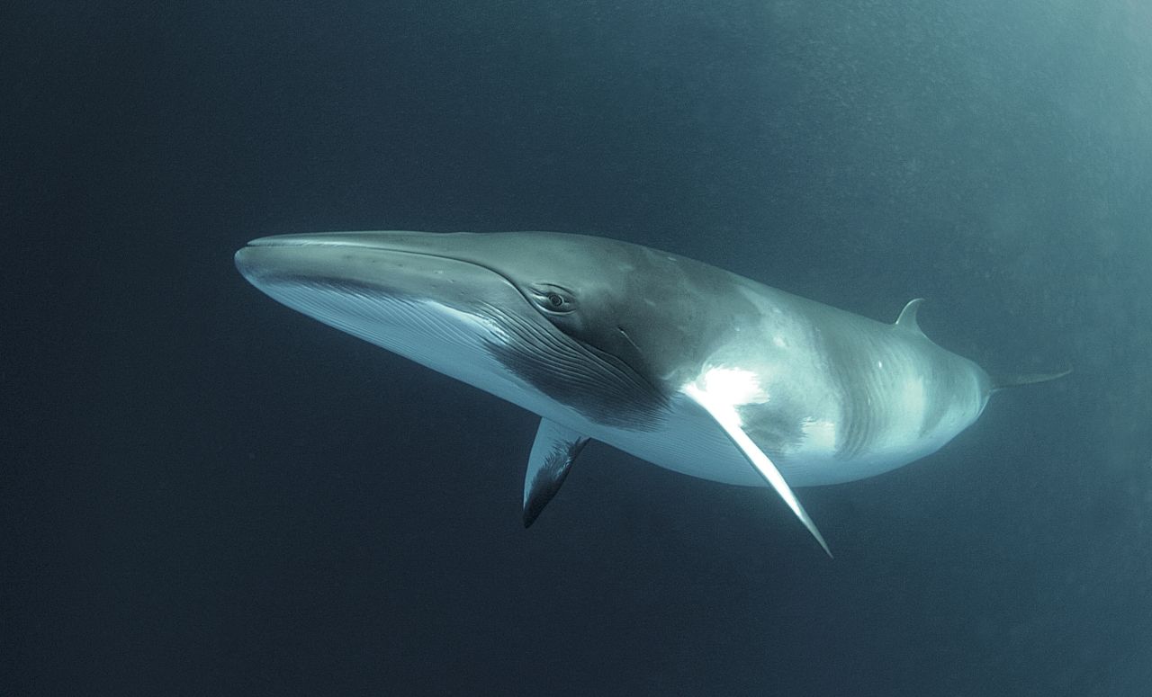 A dwarf minke whale swims in the Great Barrier Reef, Australia. Japan has killed 3,600 minke whales since 2005. The U.N. court noted Japan had produced only two peer-reviewed papers on minke whales since 2005 and thus "the scientific output to date appears limited."<br /> 
