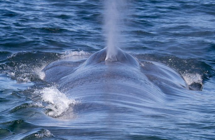 A blue whale comes up for air while feeding in Monterey Bay near Monterey, California, on July 1, 2012.