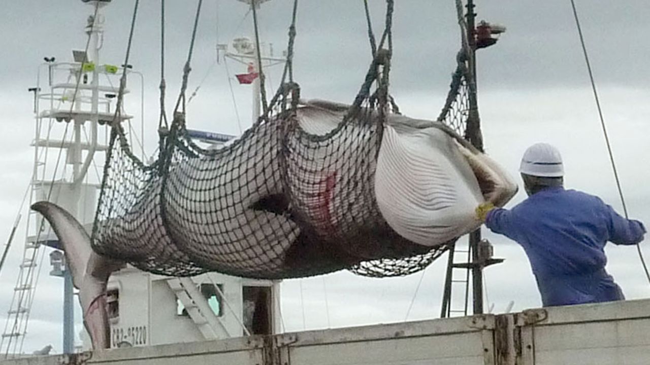 This file photo shows a minke whale being unloaded at a port during a whale hunt for scientific purposes in Kushiro, Hokkaido.
