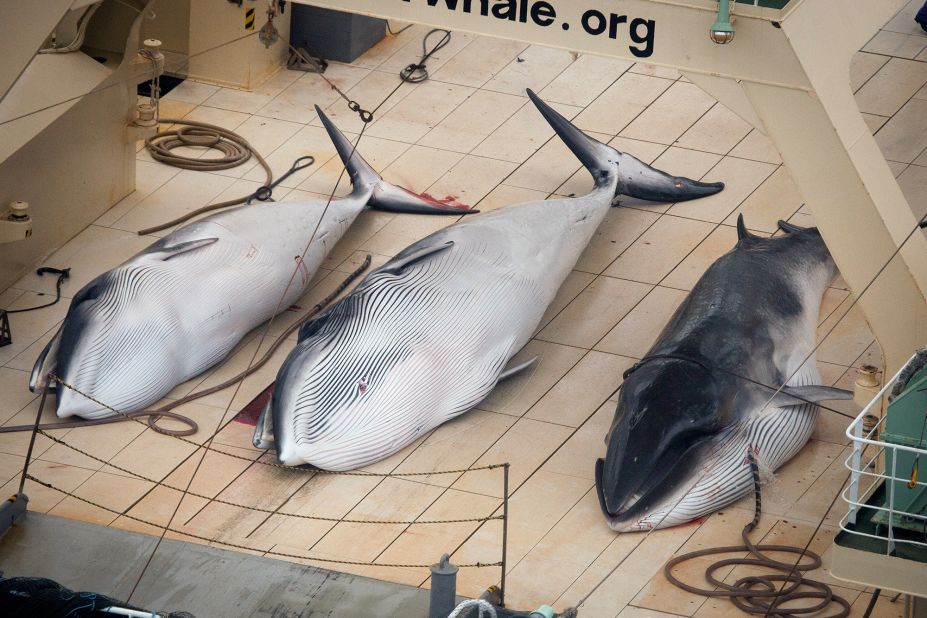 Three dead minke whales lie on the deck of the Japanese whaling vessel Nisshin Maru in the Southern Ocean. 