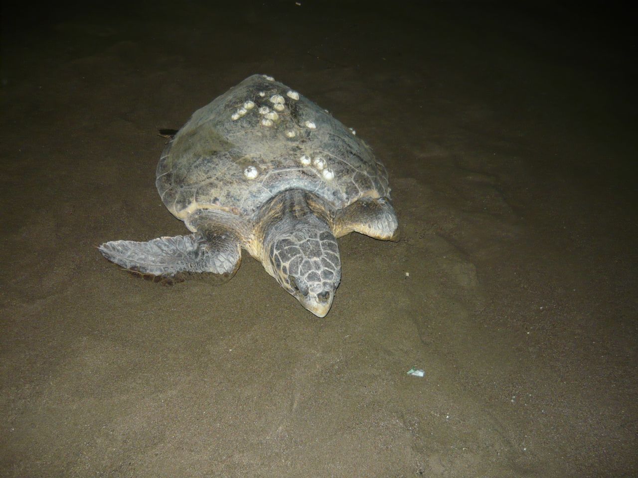 Measuring up to one meter in length, mature females return to Ituzu to lay their own eggs. About 300 females still bury their eggs in the sand each May.