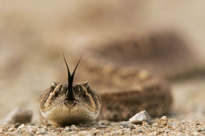 Rattlesnakes are found across the American Southwest in places such as Arizona's Cabeza Prieta National Wildlife Reserve (pictured). Of the four species of venomous snake found in the country -- rattlesnake, cottonmouth, copperhead, coral -- all can be found in and around Houston.