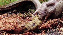 curry snake eats crocodile_00002004.jpg