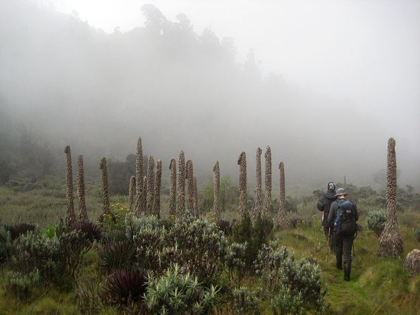 The Ruwenzori range, known as the "Mountains of the Moon," straddle the border of Uganda and DR Congo. They are home to many rare plant species.