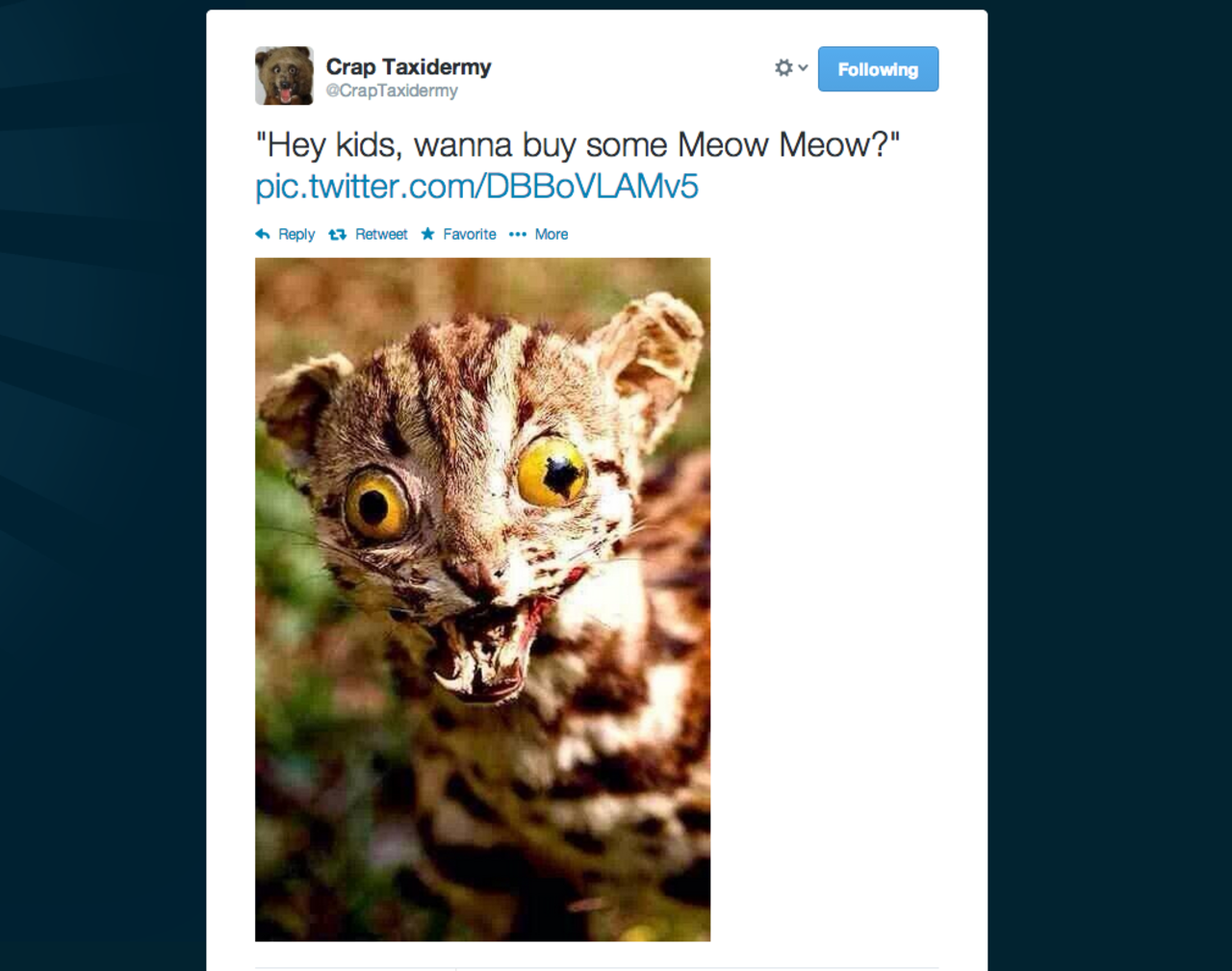 This was the first post from Nish's popular Twitter feed, @CrapTaxidermy. Meow isn't this nice?