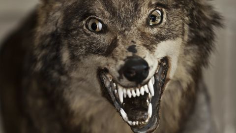 Taxidermy: Fun for families with small children!