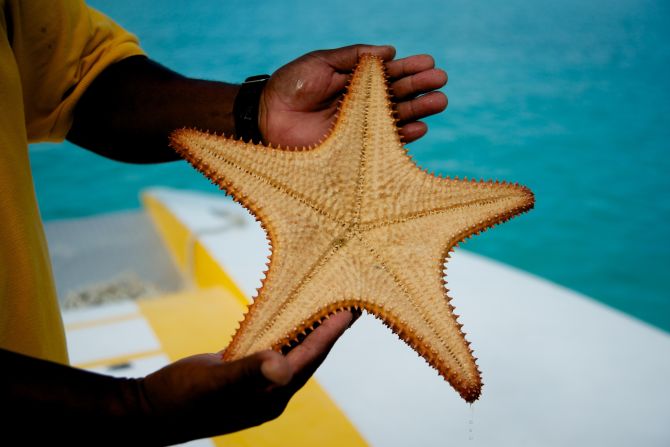 Starfish are abundant around the Exumas, a chain of more than 350 coral islands, some of which are owned by celebrities such as Johnny Depp.