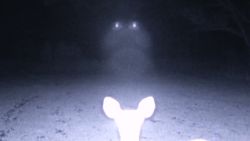 dnt trail camera ufo sighting _00003727.jpg