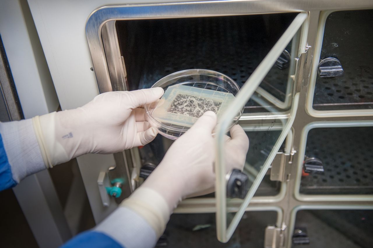 The scaffold is then placed in an incubator that maintains optimal temperature, humidity, etc. for tissue growth and development. Cell media, which consists of nutrients to keep the cells alive, is added.