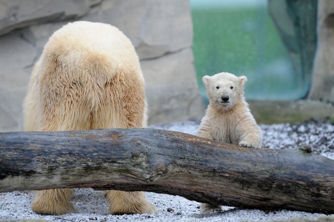 Lale, a polar bear cub, explores her outdoor enclosure for the first time at Zoo am Meer on Tuesday, April 8, in Bremerhaven, Germany.