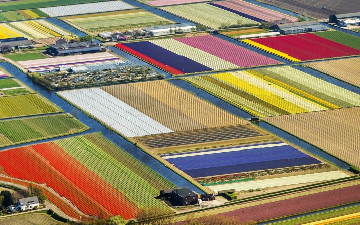A area of land takes on the appearance of a patchwork quilt in Lisse, Netherlands, on Wednesday, April 9. The tulip season began  in March and lasts until August.