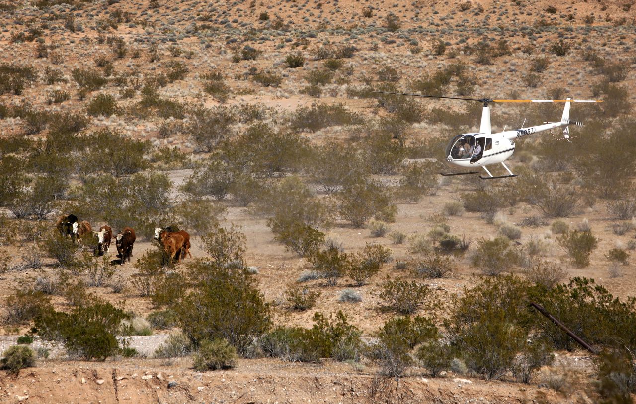 The U.S. government was rounding up cattle that it says have been grazing illegally on public lands for more than 20 years, according to the Bureau of Land Management and the National Park Service. The Bureau of Land Management said Cliven Bundy owed about $1 million in back fees.