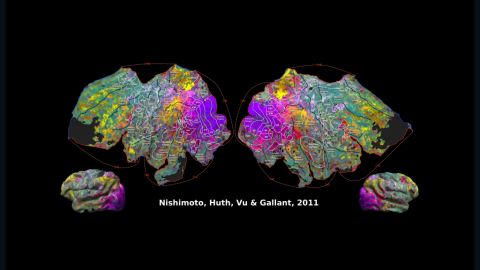 In this illustration, where there are similar colors, those brain regions respond similarly to movie clips, Jack Gallant's lab showed.