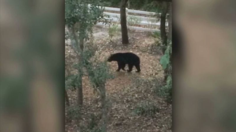 Coroner: Woman Mauled By Grizzly Died Of Gunshot Wound | CNN