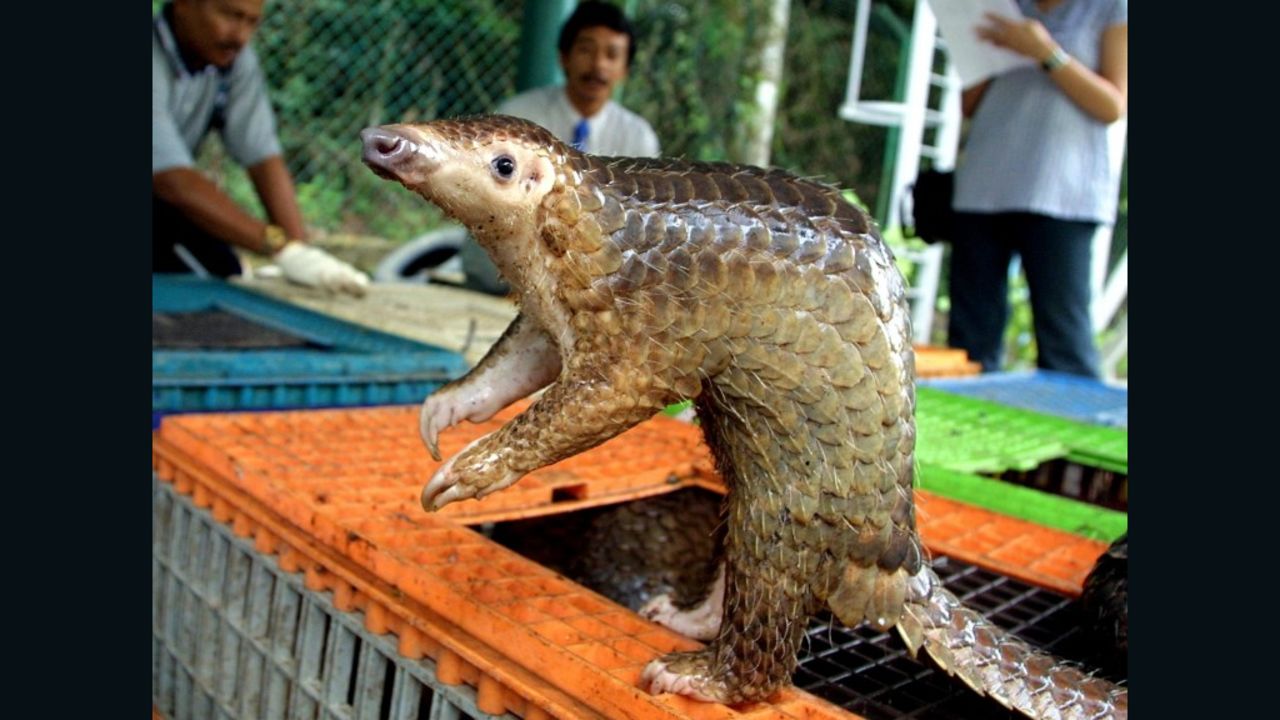 The pangolin, prized in China and Vietnam for its meat, could soon become extinct.
