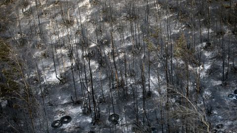 Charred trees are all that remains of a green space in Valparaiso on April 13.