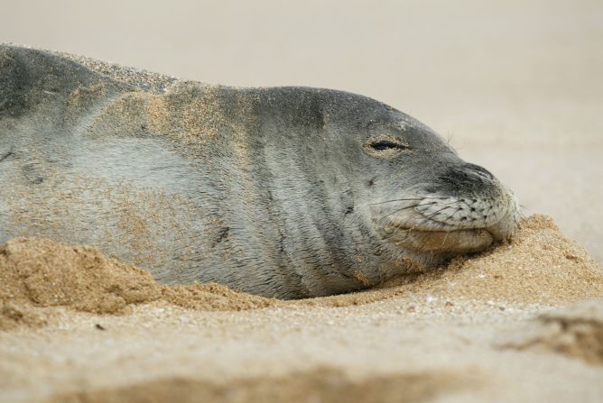 <strong>Mediterranean Monk Seal:</strong><br />There are fewer than 450 left in the wild, including a colony of about 130 off the coast of Mauritania and Western Sahara.<br />These seals were once a common sight in Europe and along the West coast of Africa. More recently, their numbers have dwindled to the point of near extinction. They have been hunted by fishermen, who see them as competition; many of the caves that they use for breeding have been destroyed. In 1997, around two thirds of the African population died, possibly from disease or toxic algae blooms.<br /><em>Source: IUCN</em>