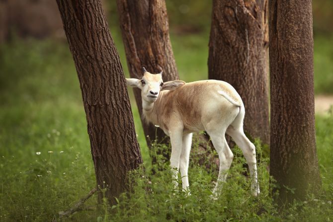 <strong>Addax:</strong><br />It is estimated that fewer than 300 addax live on a strip of land between Niger and Chad.<br />Formerly, addax were commonplace in Africa's Sahelo-Sahara region, though hunting, drought and the encroachment of pastoral lands into the desert landscape have greatly diminished their numbers. The addax population is also fragmented, which makes it difficult for them to ultimately increase their numbers.<br /><em>Source: IUCN</em>