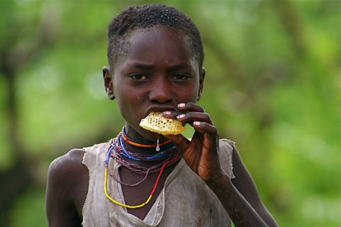 Wild honey makes up a large part of the Hadza diet. They rely on the honeyguide bird to direct them to beehives, and use smoke to chase the bees away. Their techniques have been passed down though generations. 