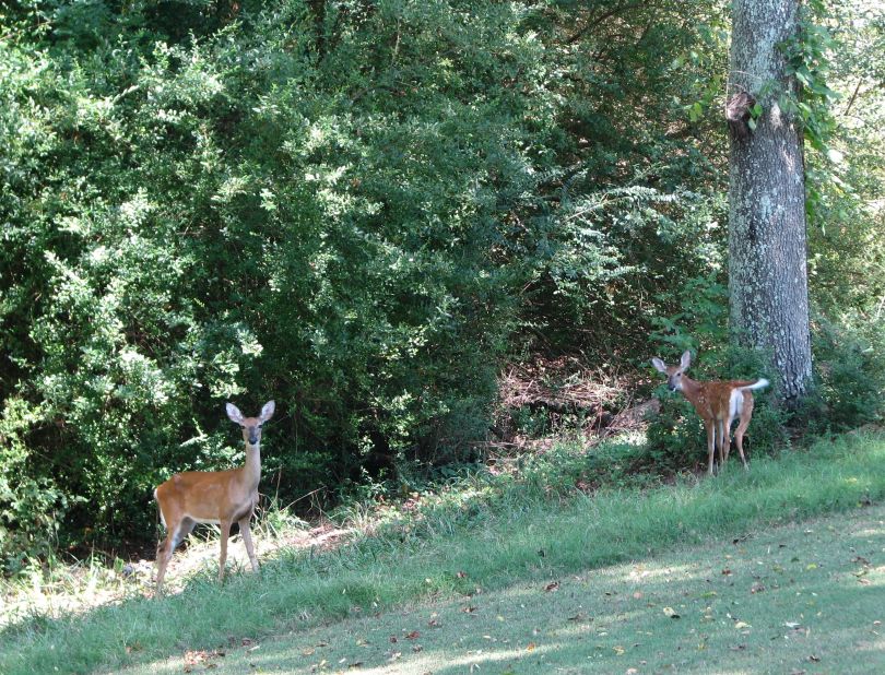 The bald eagles may be the star attraction at Bear Trace at Harrison Bay, but other wildlife is also flourishing, like these deer. "We are trying to show that golf courses can be a sustainable habitat for wildlife," Carter says.