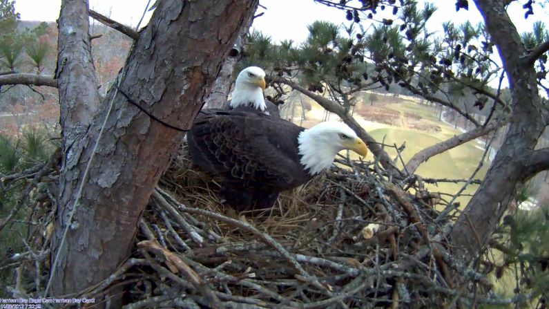 This pair of bald eagles are a familiar sight at the Bear Trace golf course at Harrison Bay in Tennessee. They arrived at the end of 2010 and since 2012 have been the stars of the club's Eagle Cam. Two eaglets hatched in March and can be <a href="index.php?page=&url=http%3A%2F%2Fharrisonbayeaglecam.org%2F" target="_blank" target="_blank">watched online</a> round the clock.