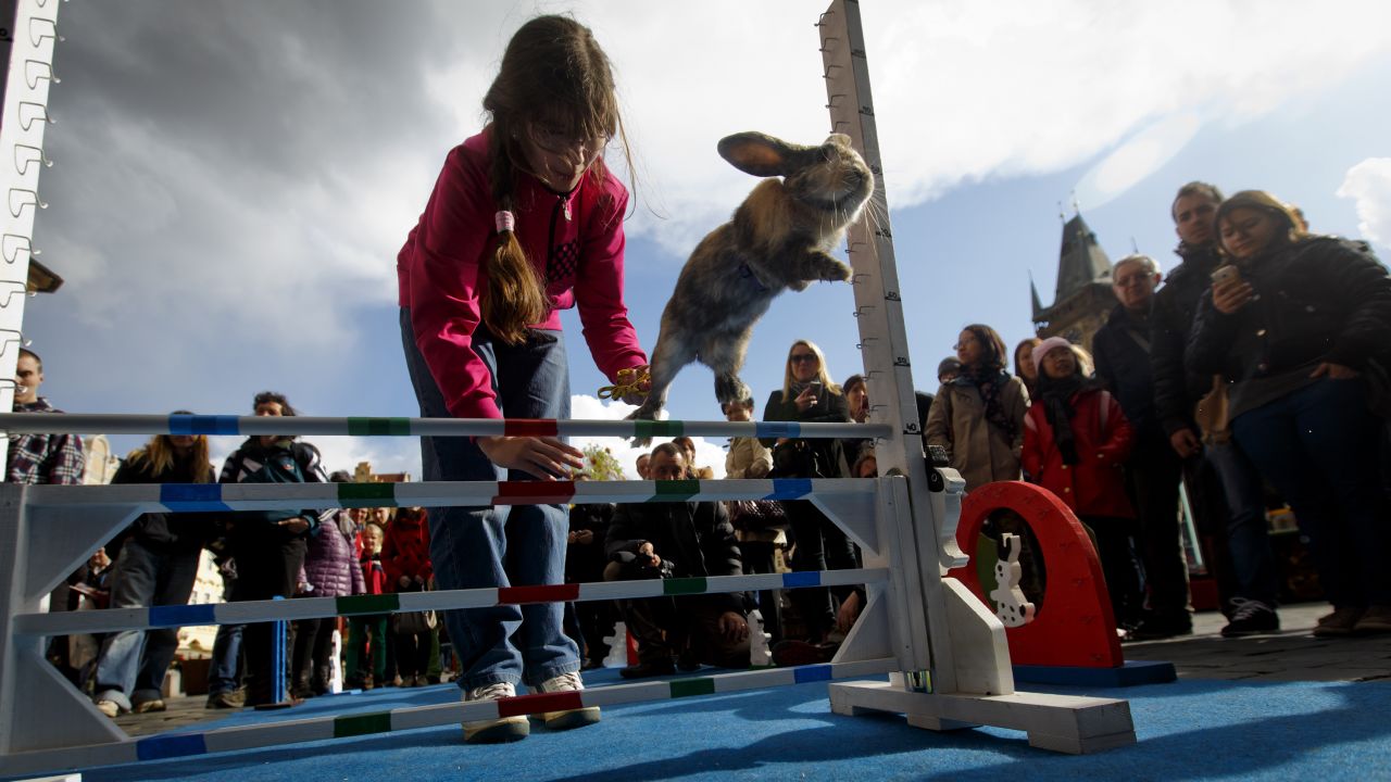 A rabbit jumps over an obstacle during a bunny hop competition that was held Monday, April 14, at an Easter market in Prague, Czech Republic.