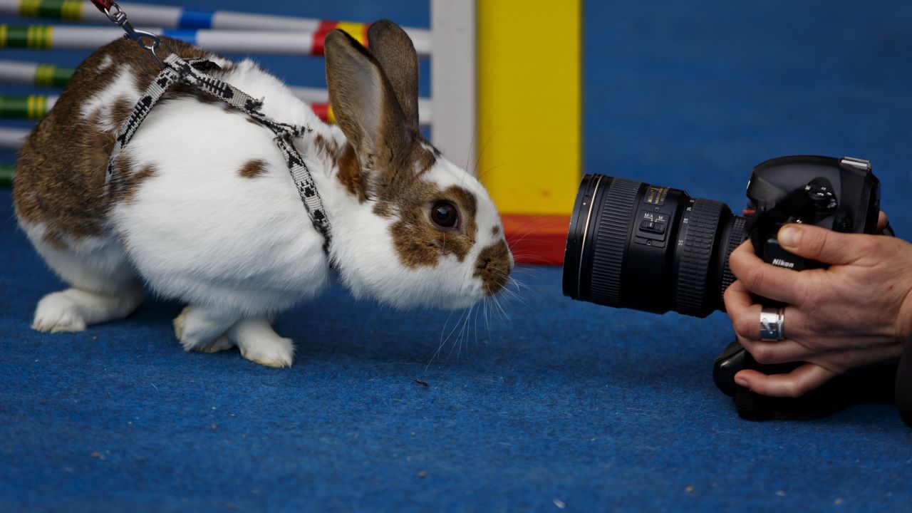 A photographer takes a picture of a curious rabbit during the event.