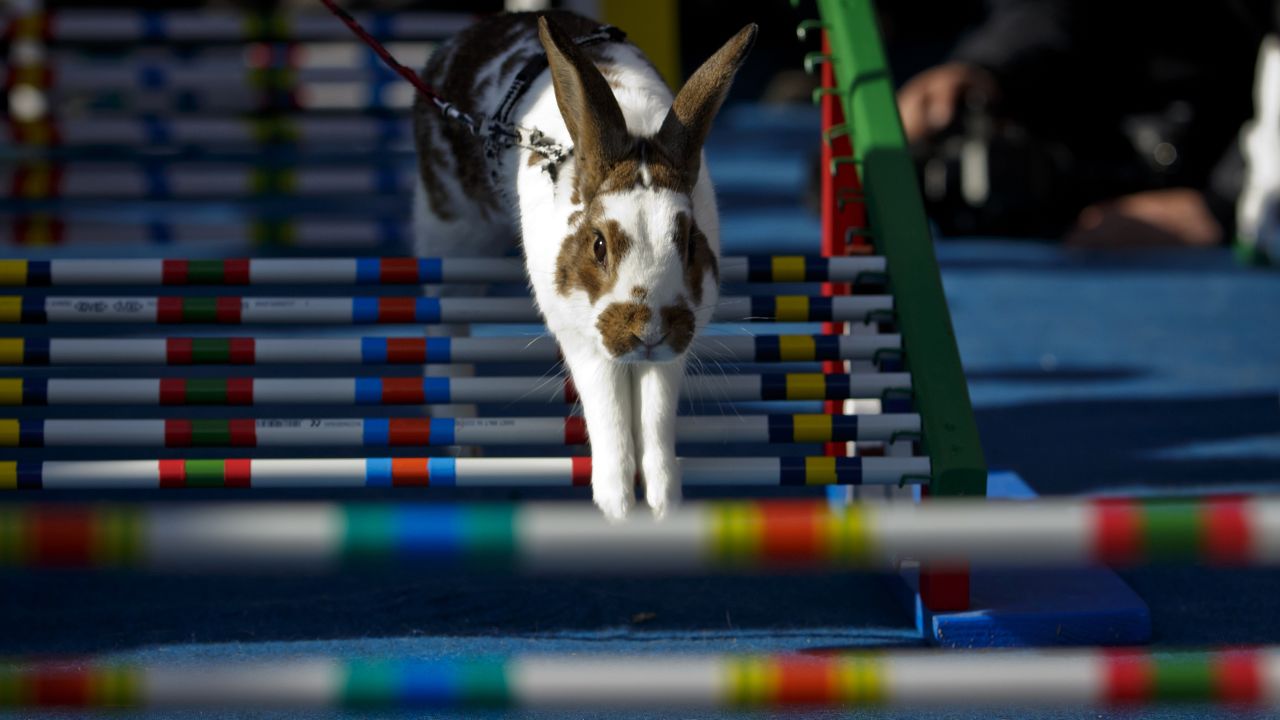 A rabbit jumps over an obstacle.