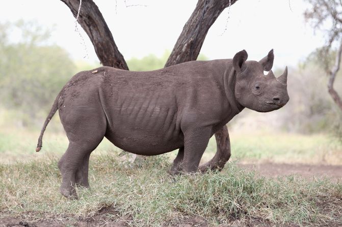 <strong>Black Rhino:</strong><br />The black rhino population has declined by an estimated 95% since 1960, with an estimated 4,880 left.<br />Black rhinos are unfortunate to reside in areas with a large degree of civil unrest. Populations in Angola, Cameroon, the Central African Republic, Chad, the Democratic Republic of the Congo, Mozambique, Namibia, Rwanda, Somalia, Sudan and Uganda have been particularly vulnerable, as there has been little political incentive to protect them. Their horns are also valuable in the black market, making them a tempting target.<br /><em>Source: IUCN</em>