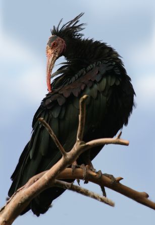 <strong>Northern Bald Ibis:</strong><br />It is estimated that there are fewer than 500 of these birds left in the wild.<br />There is a cluster of these birds in Souss-Massa National Park in Morocco, though these are continuously under threat, primarily as a result of building that takes place near their breeding grounds. When breeding does occur, the eggs often fall victim to predators, as do newly hatched chicks (many of whom die as a result of starvation).<br /><em>Source: IUCN</em>