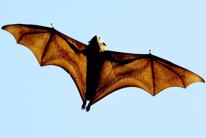 <strong>Rodrigues Flying Fox:</strong><br />As of 2006, there were about 4,000 of these bats living on the island of Rodrigues.<br />The species is particularly susceptible to tropical cyclones. In 1979, Cyclone Celine II reduced their population to around 70 bats. They've recovered in recent years, but deforestation has not only threatened their food supply, it has also made their habitats even more susceptible to cyclones.<br /><em>Source: IUCN</em>