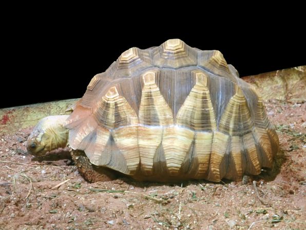 <strong>Madagascar Tortoise:</strong><br />It is estimated that there are fewer than 400 Madagascar tortoises left in the wild.<br />Many tortoises have perished in fires started deliberately to improve grazing conditions for local cattle.<br />The species has also suffered from the illegal pet trade. They are extremely valuable in the Asian black market. It is estimated that the species could face extinction in 10 to 15 years.<br /><em>Source: IUCN</em>