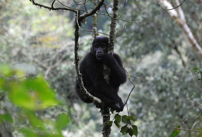 <strong>Mountain Gorilla:</strong><br />680 gorillas are spread between two isolated populations in Rwanda, Uganda and the Democratic Republic of Congo<br />The biggest threat to the mountain gorilla is humans. These gorillas are surrounded by some of the highest rural human population densities in the continent. Encroachment on their land, poaching, deforestation and disease (some possibly passed by humans) all continue to have an adverse effect on their population.<br /><em>Source: IUCN</em>