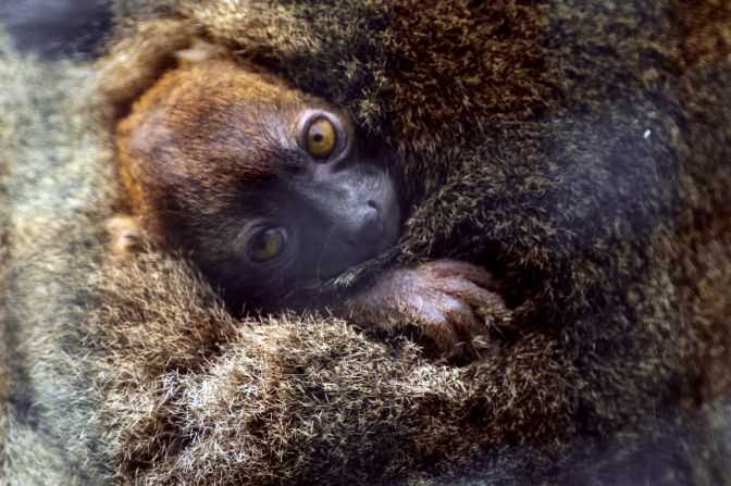 <strong>Lac Alaotra Bamboo Lemur:</strong><br />A survey in 2004 estimated around 5,000 in Madagascar.<br />The lemurs are dependent on marshland for their survival. Their diet is dependent on local crops (namely papyrus stems and reed shoots). Unfortunately, much of the marsh has been turned over to make rice fields. The lemurs also face dangers from poachers, who trap them either for food, or to sell on as exotic pets.<br /><em>Source: IUCN</em>