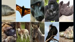 africa endagered animals composite